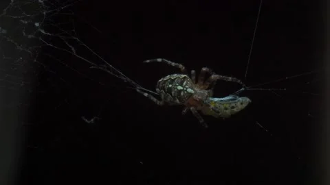 A close up of a spider Stock Footage 133781760