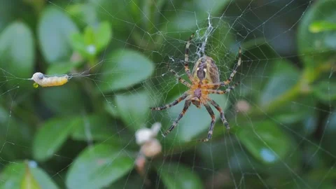 A close up of a spider Stock Footage 133781888