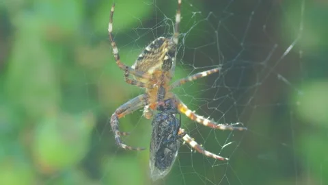A close up of a spider Stock Footage 133782169