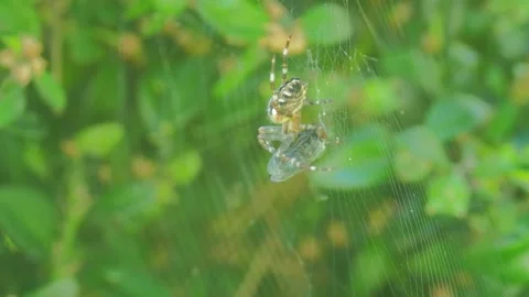 A close up of a spider Stock Footage 133782239