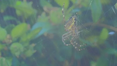 A close up of a spider Stock Footage 133782312
