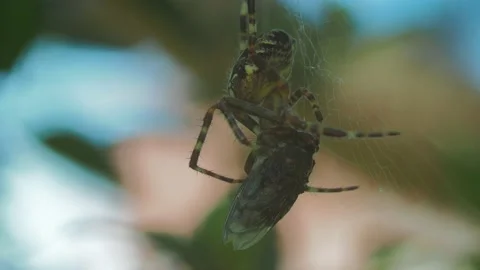 A close up of a spider Stock Footage 133782430