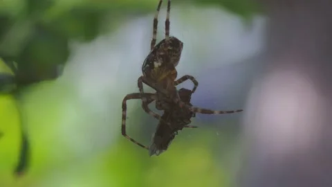 A close up of a spider Stock Footage 133782875