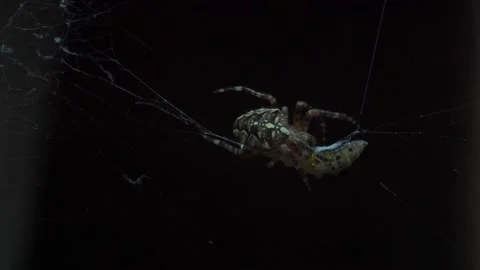 A close up of a spider Stock Footage 133783025