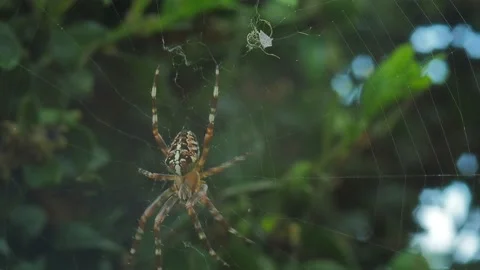 A close up of a spider Stock Footage 133783306
