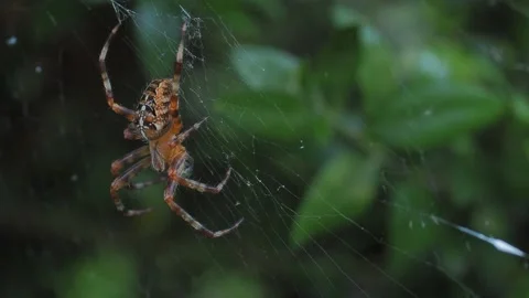 A close up of a spider Stock Footage 133783696