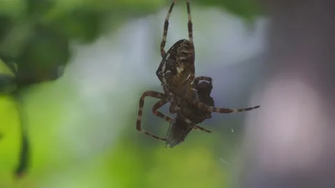 A close up of a spider Stock Footage 133783962