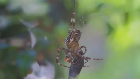 A close up of a spider Stock Footage 133784158