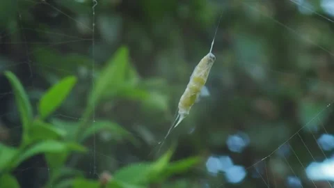 A close up of a spider Stock Footage 133784578