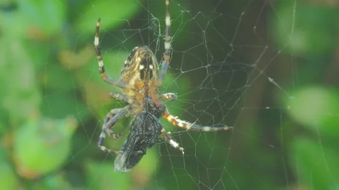 A close up of a spider Stock Footage 133784672