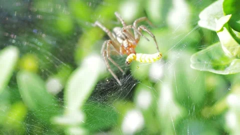 A close up of a spider Video stock 133784820