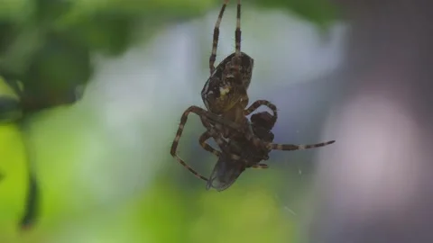 A close up of a spider Stock Footage 133784918