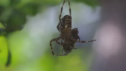 A close up of a spider Stock Footage 133784993