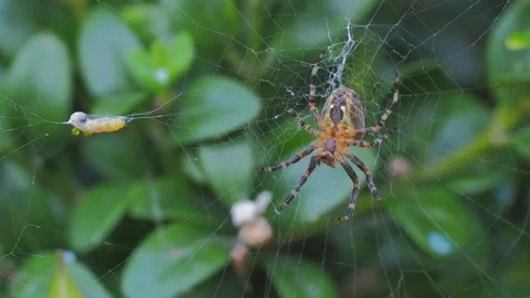 A close up of a spider Stock Footage 133785146