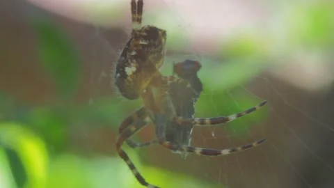 A close up of a spider Stock Footage 133785674