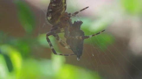 A close up of a spider Stock Footage 133785831