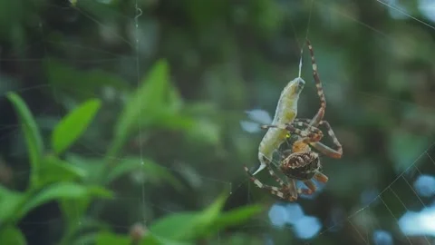 A close up of a spider Stock Footage 133785990