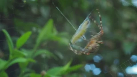 A close up of a spider Stock Footage 133786463