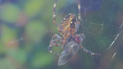 A close up of a spider Stock Footage 133786839