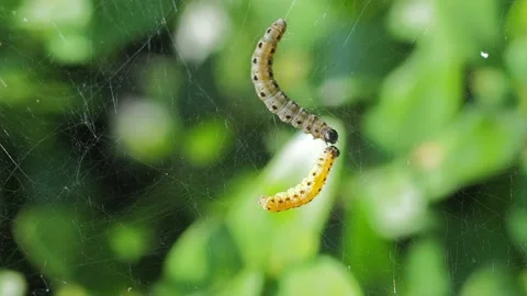 A close up of a spider Stock Footage 133787089