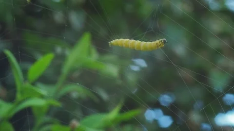 A close up of a spider Stock Footage 133787201