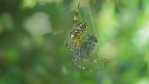 A close up of a spider Stock Footage 133787362