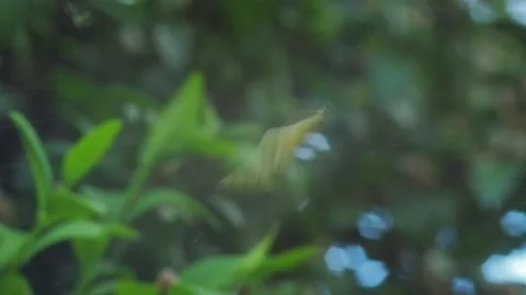 A close up of a spider Stock Footage 133787486