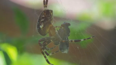 A close up of a spider Stock Footage 133787791