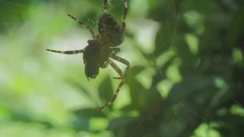 A close up of a spider Stock Footage 133787913