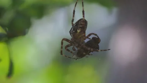A close up of a spider Stock Footage 133788017