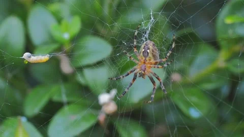A close up of a spider Stock Footage 133788204