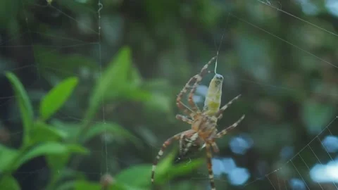 A close up of a spider Stock Footage 133788528