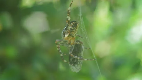 A close up of a spider Stock Footage 133788618