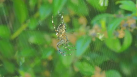 A close up of a spider Video stock 133788752