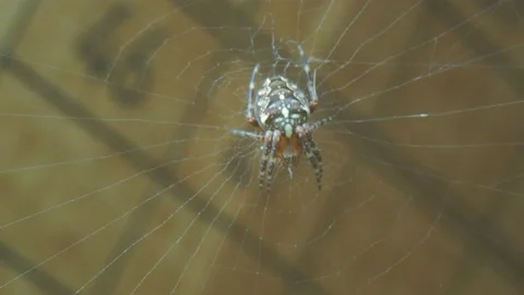 A close up of a spider Stock Footage 133788860