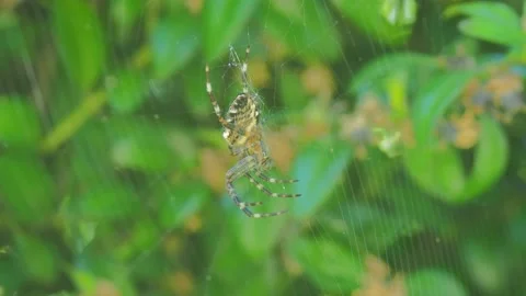 A close up of a spider Stock Footage 133788979