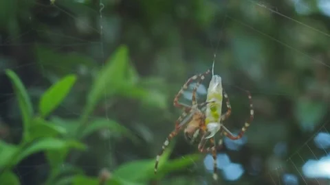 A close up of a spider Stock Footage 133789091