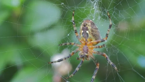 A close up of a spider Stock Footage 133789255