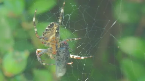 A close up of a spider Stock Footage 133789538
