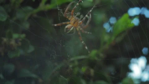 A close up of a spider Stock Footage 133789681