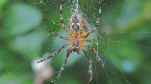 A close up of a spider Stock Footage 133789802