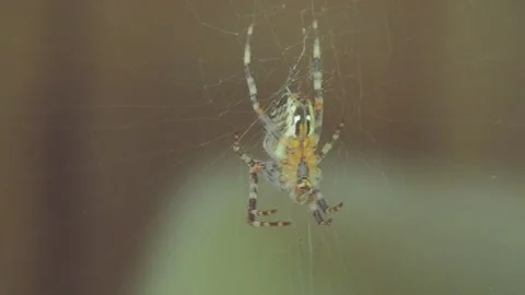 A close up of a spider Stock Footage 133789945