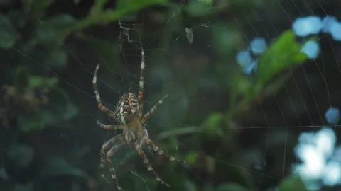 A close up of a spider Stock Footage 133790314