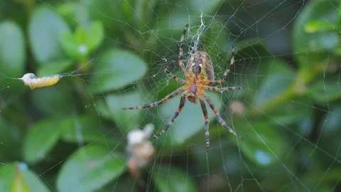 A close up of a spider Stock Footage 133790603
