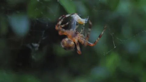 A close up of a spider Stock Footage 133790681