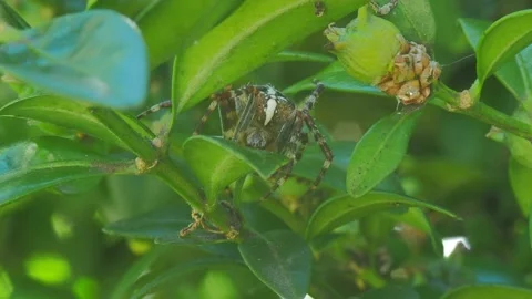 A close up of a spider Stock Footage 133790800