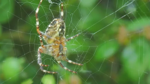 A close up of a spider Stock Footage 133790914