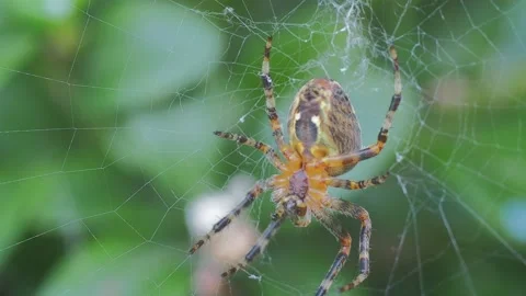 A close up of a spider Stock Footage 133791024