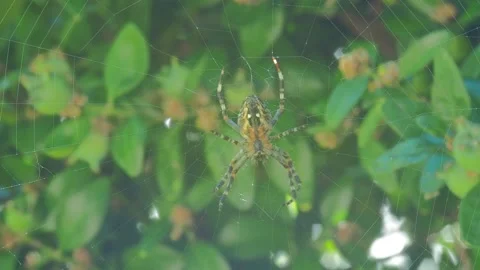 A close up of a spider Stock Footage 133791106