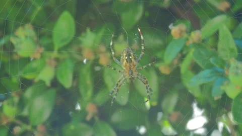 A close up of a spider Stock Footage 133791337